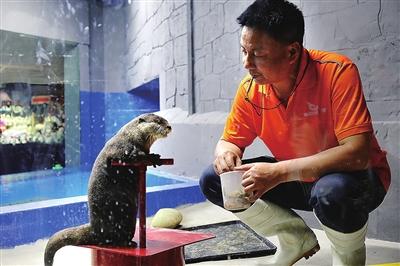 金股配资网 太平洋海底世界上新 “水中精灵”小爪水獭亮相萌宠区